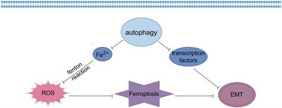 Advances in the relationship between ferroptosis and epithelial–mesenchymal transition in cancer